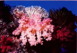 Pale Pink soft coral surrounede by croinoids. Nokonos V 2... by Marylin Batt 